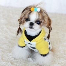 chiot shih tzu